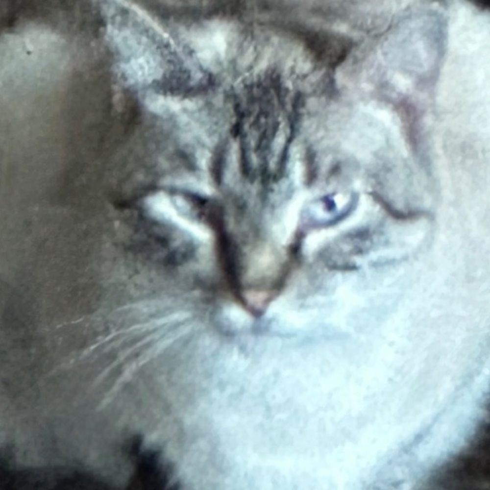 Meet your Posher, Presley